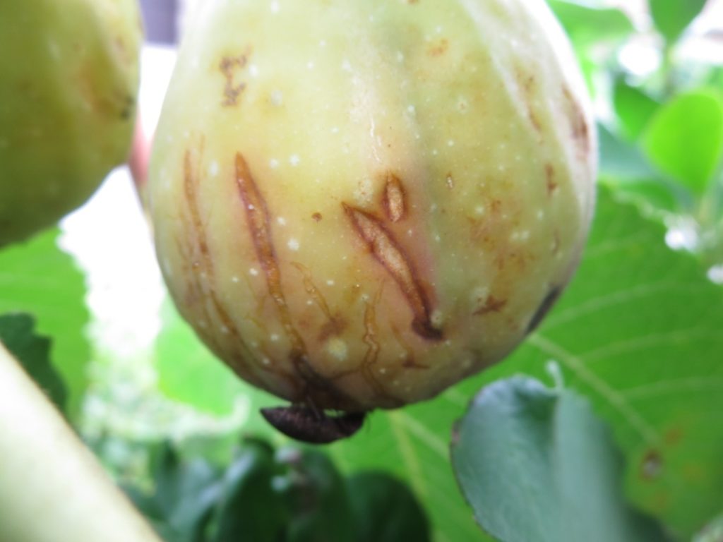 fig