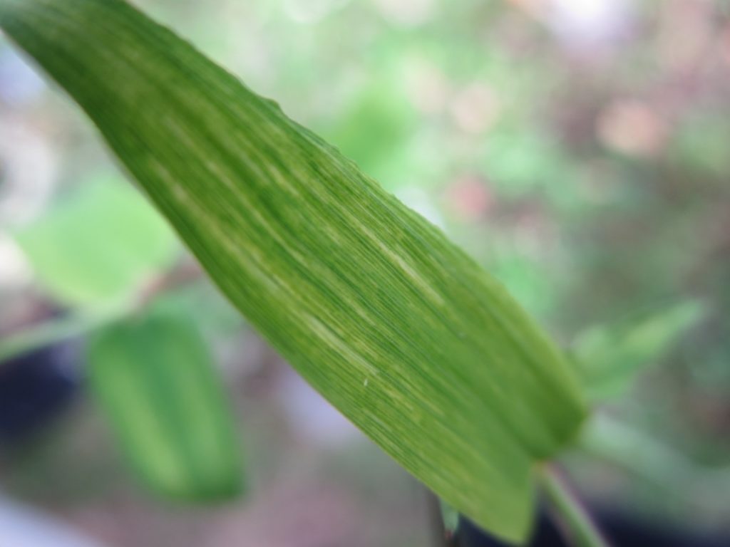 giant bamboo