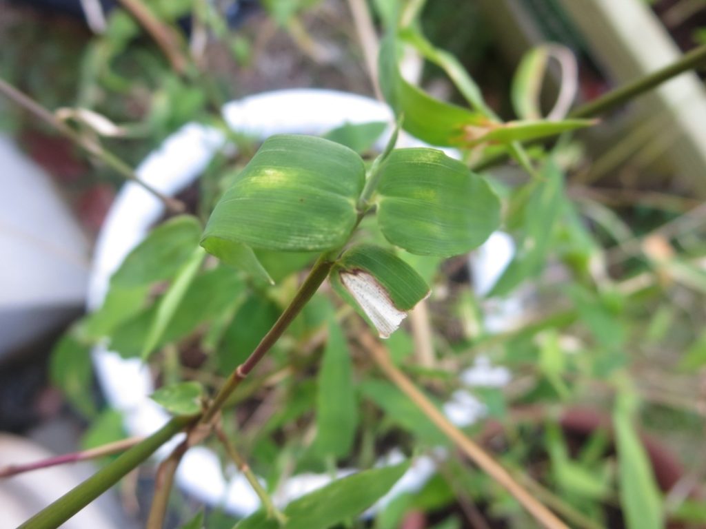 giant bamboo