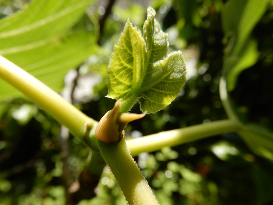 fig