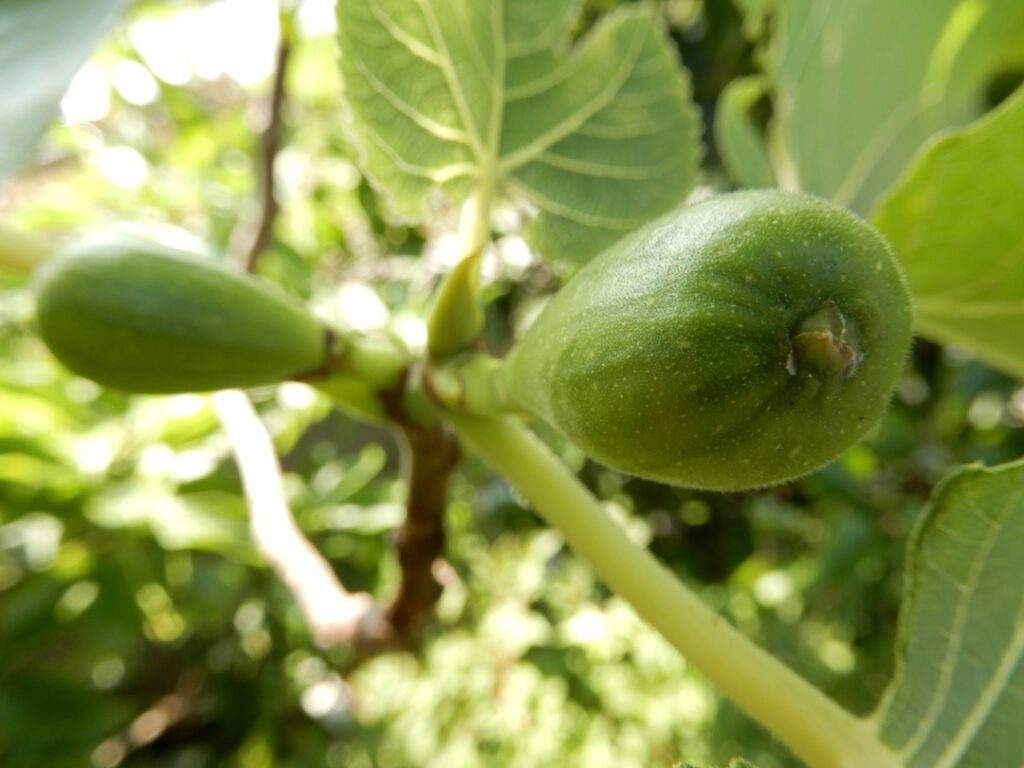 fig