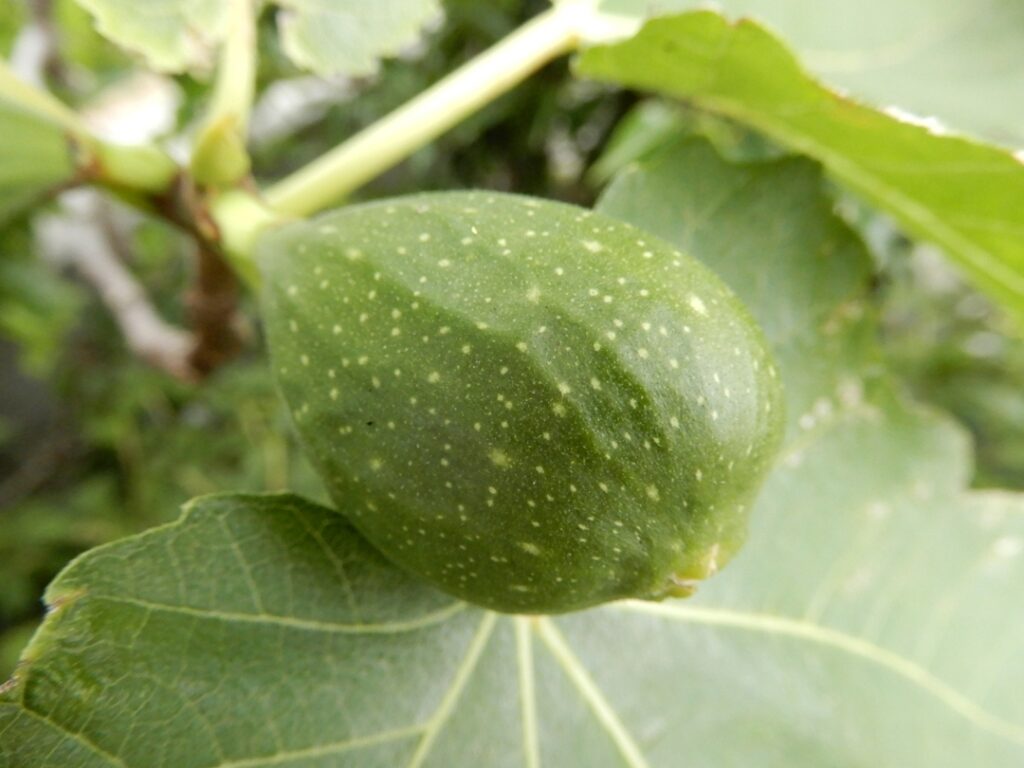 fig