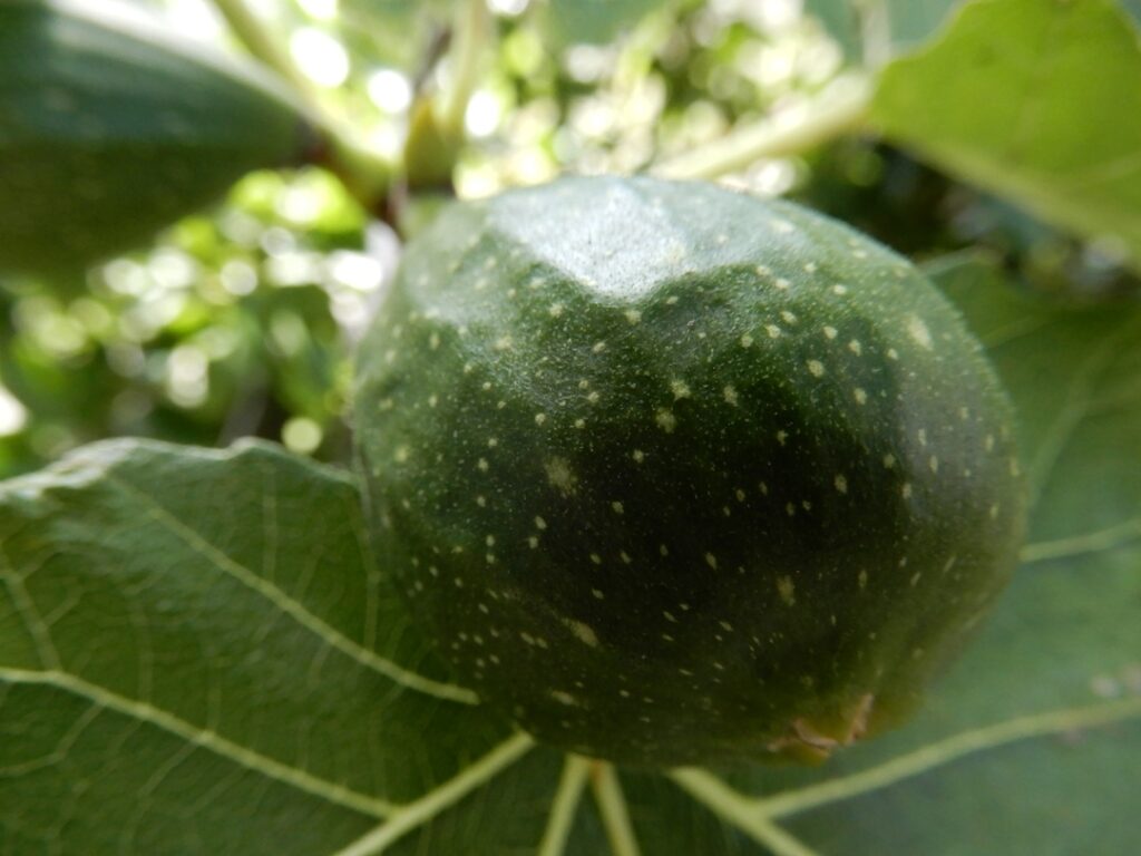 fig