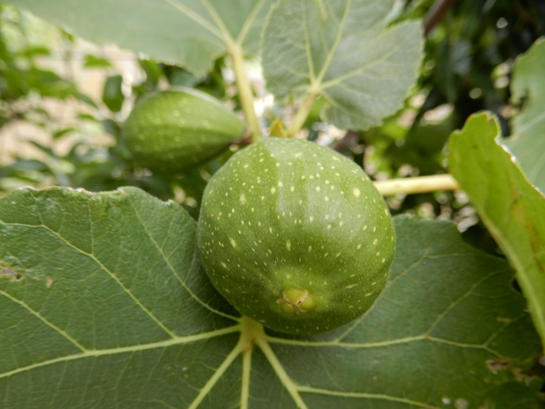 fig