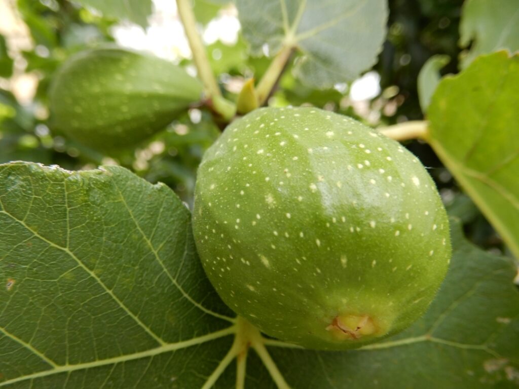 fig