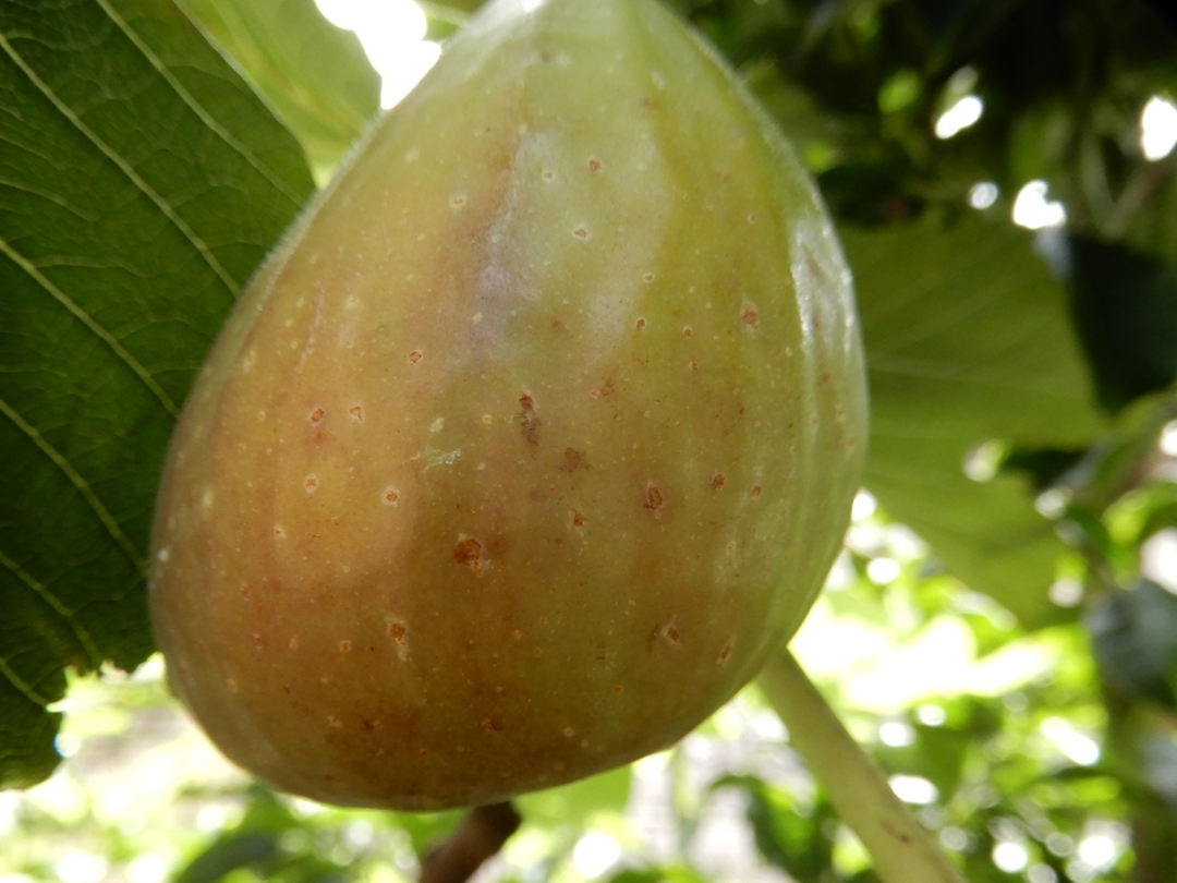 fig