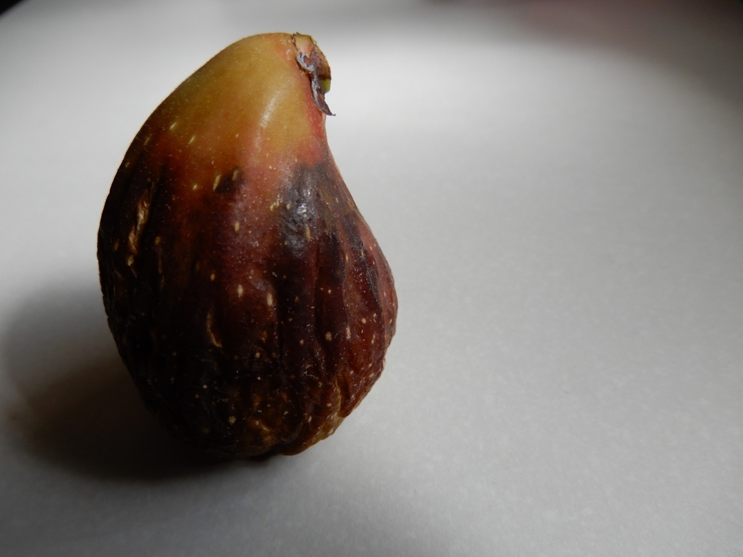 fig