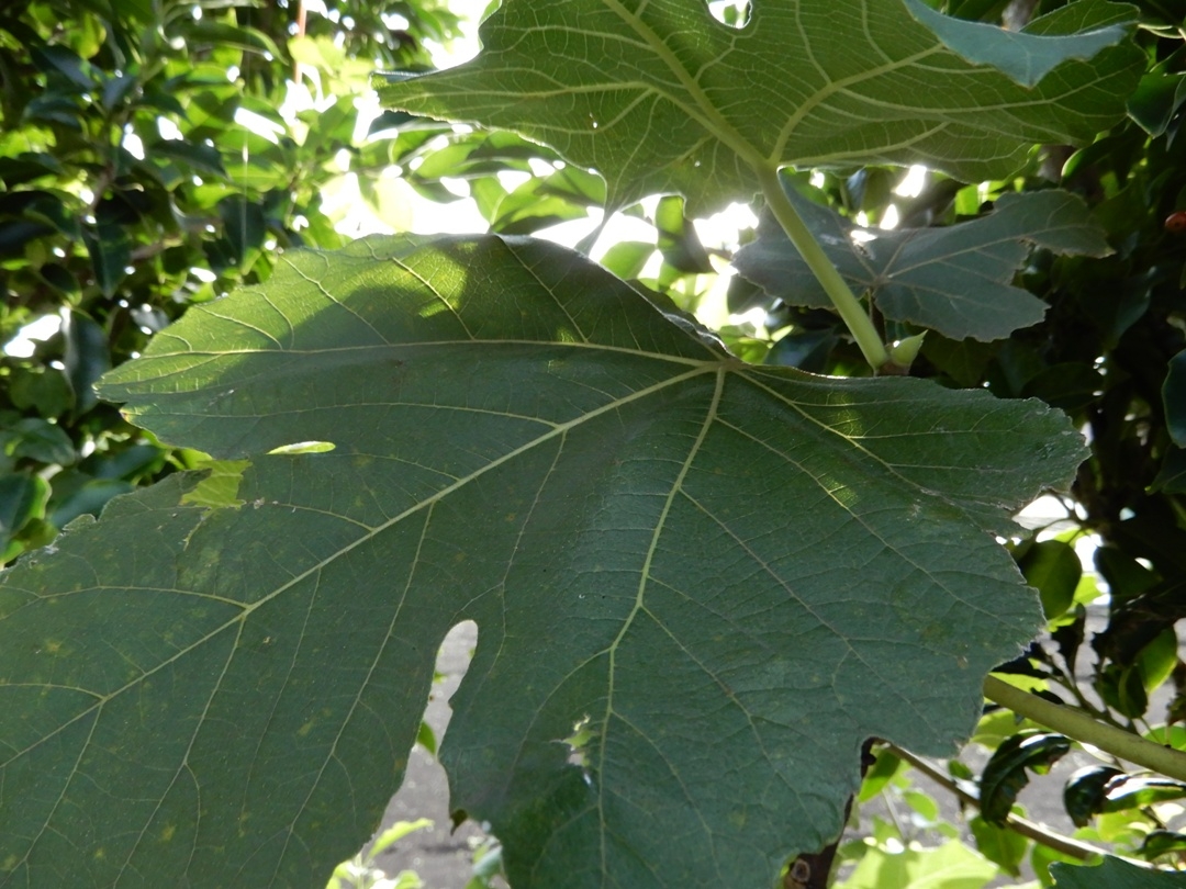 fig