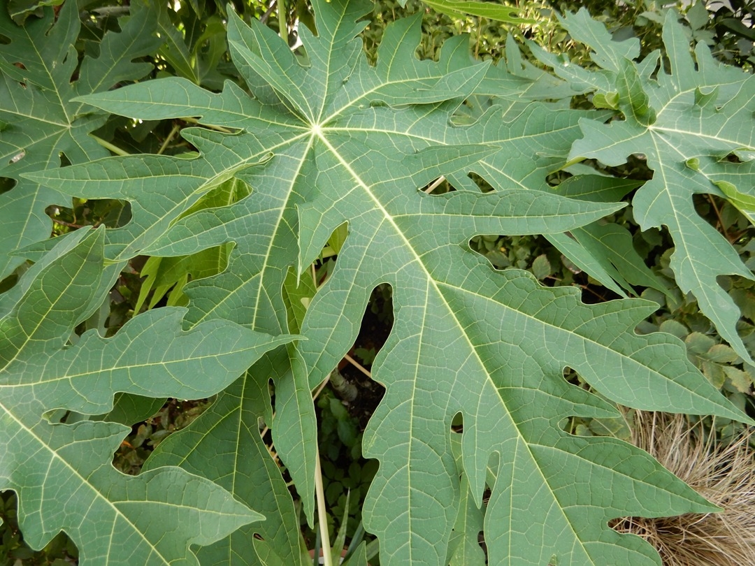 papaya